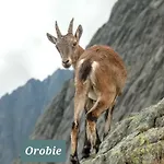 La Boheme, 2 Min Da Qc Terme, Free Parking Apartament *